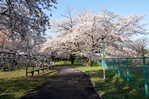 桜さく公園にさくらの歌がおしよせる